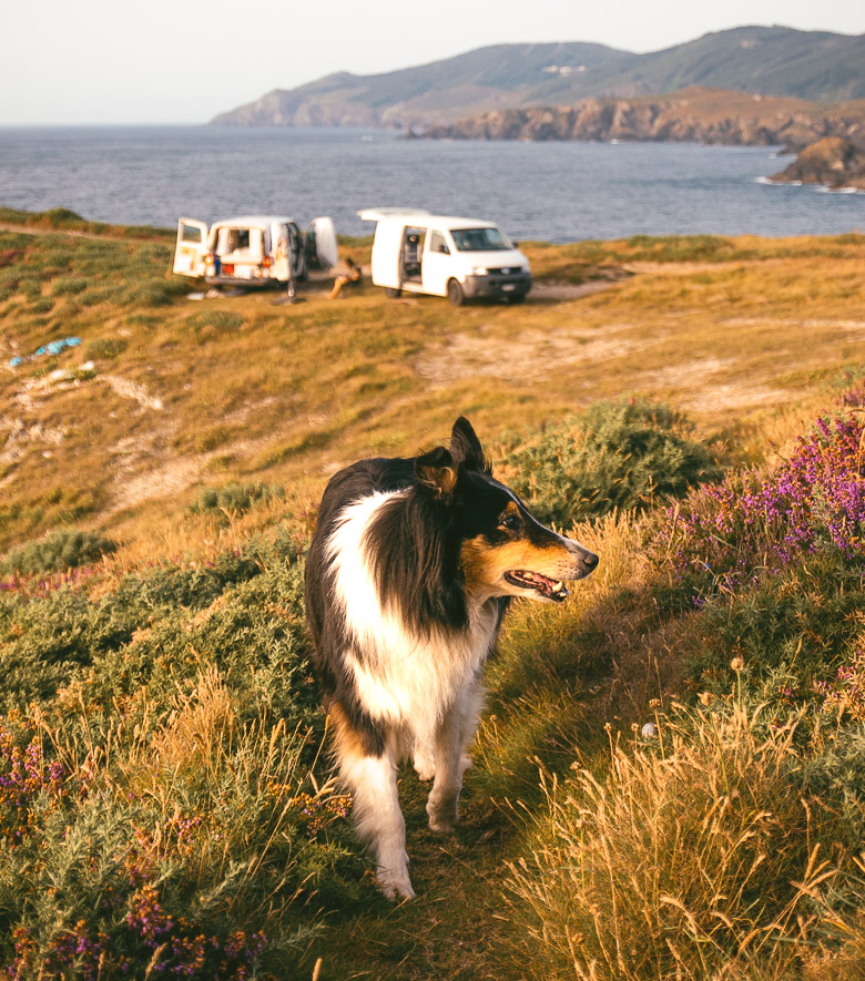 Vanlifedog Hund erkundet die Umgebung